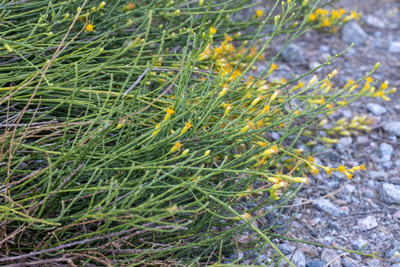 Yellow Flowers Along the Old Canyon Road