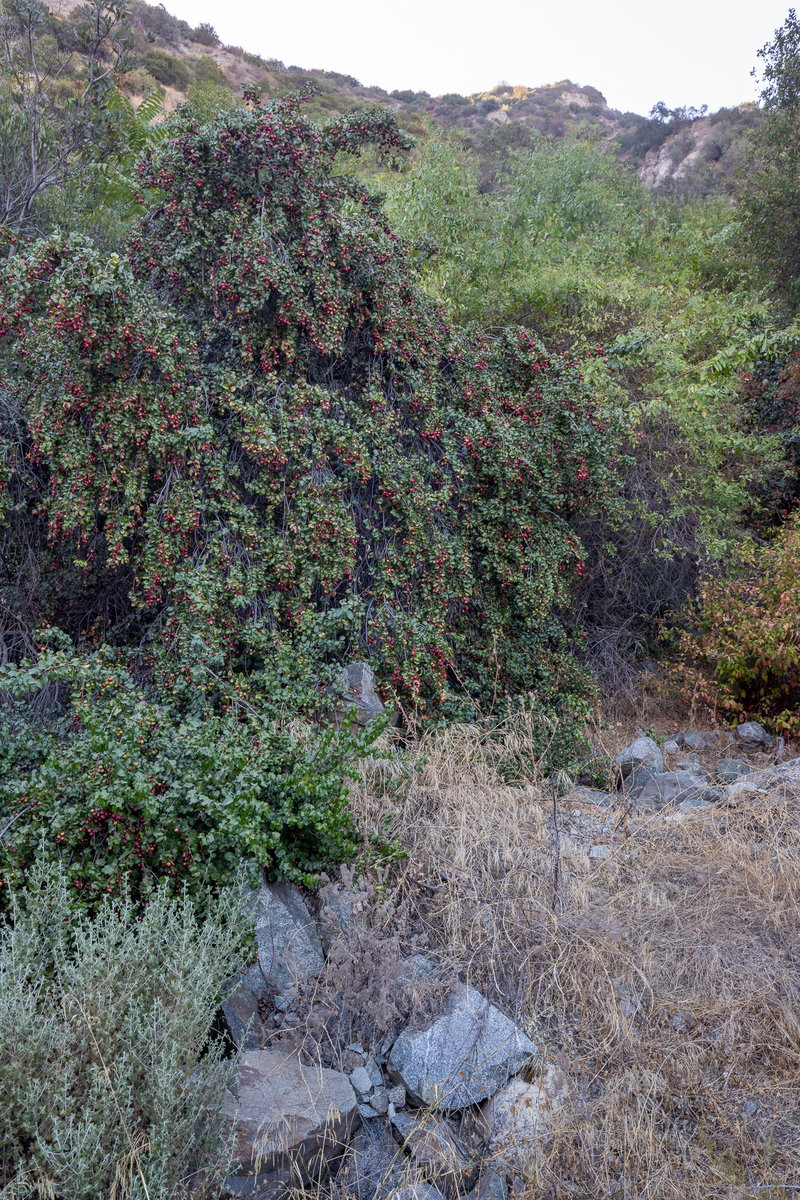 Fruiting Hollyleaf Cherry (Prunus ilicifolia)