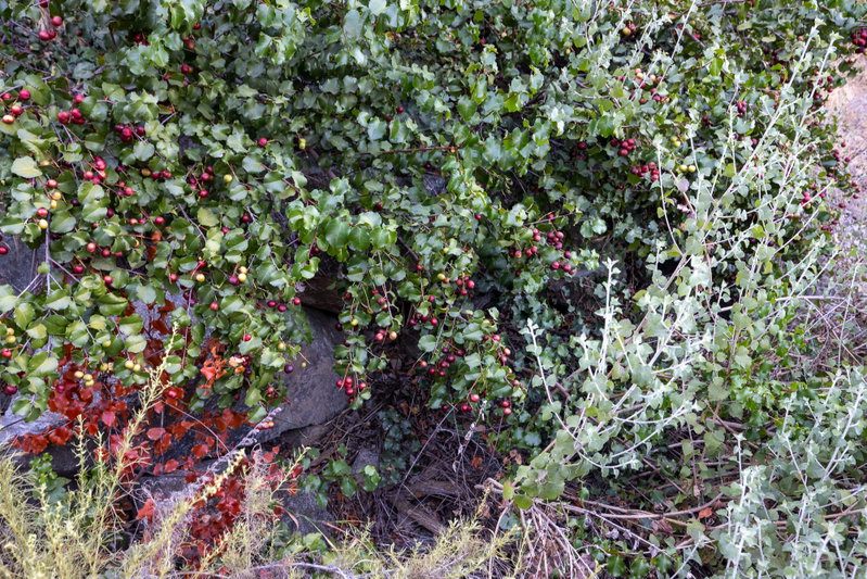 Hollyleaf Cherry Fruit