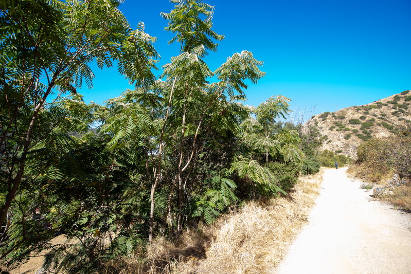 Tree of Heaven (Ailanthus altissima) Beside the Trail