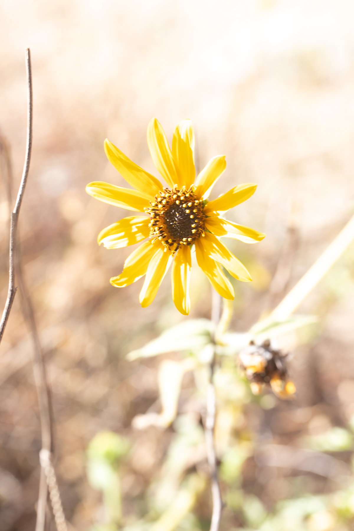 Sunflower in the Canyon Sun
