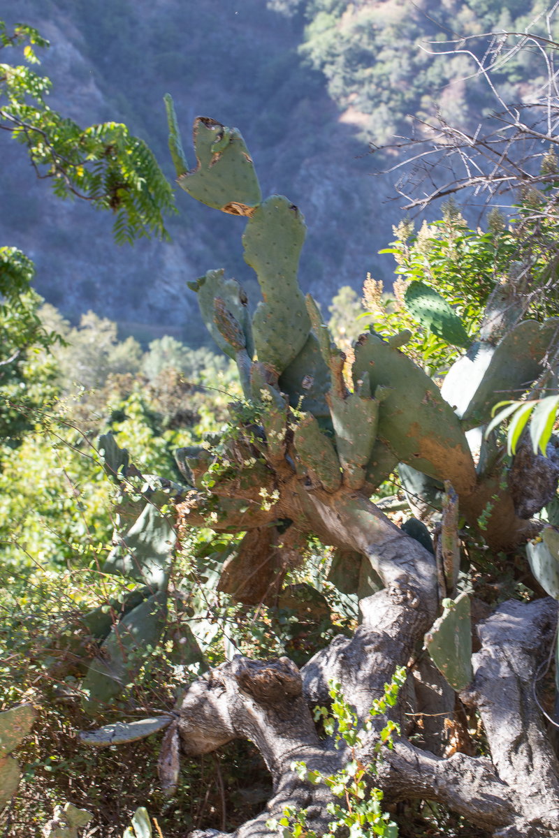 Prickly Pear Above the River