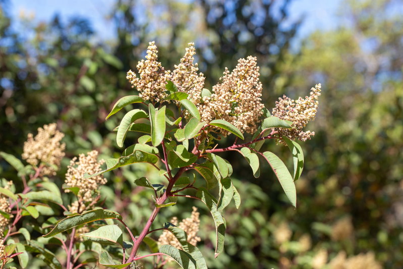 Laurel Sumac After Flowering