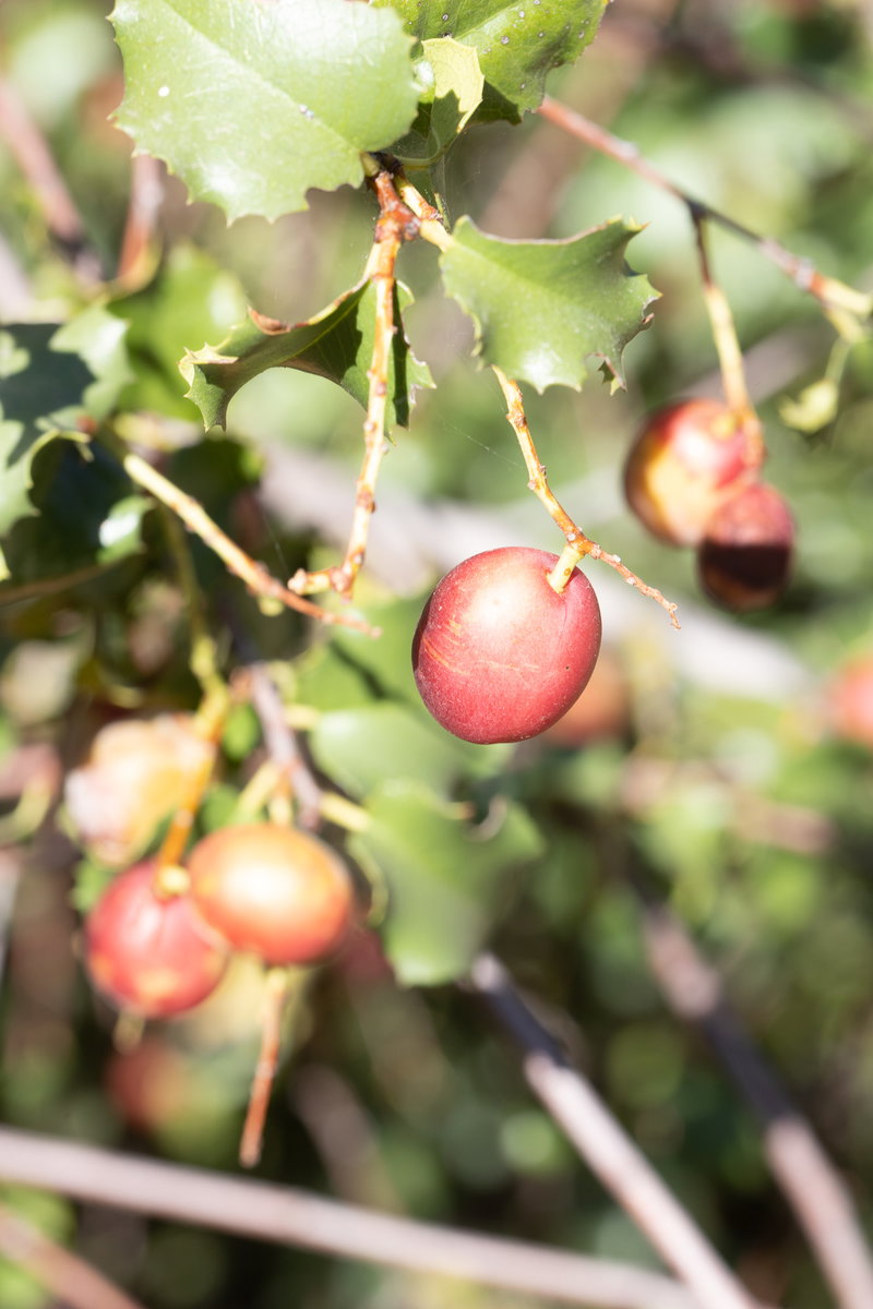 Ripening Hollyleaf Cherries