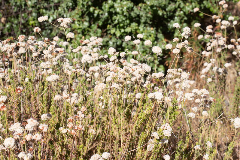 California Buckwheat in Late Summer