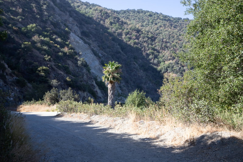 Lone Palm Along the Canyon Road