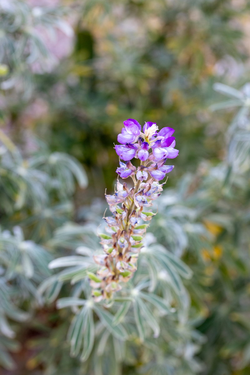 Silver Bush Lupine in Bloom