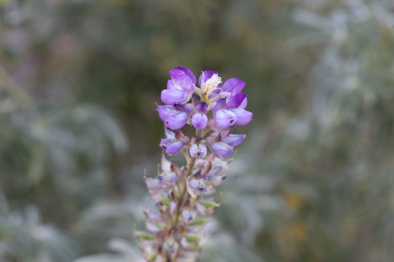 Lupine Flowers and Silvery Foliage