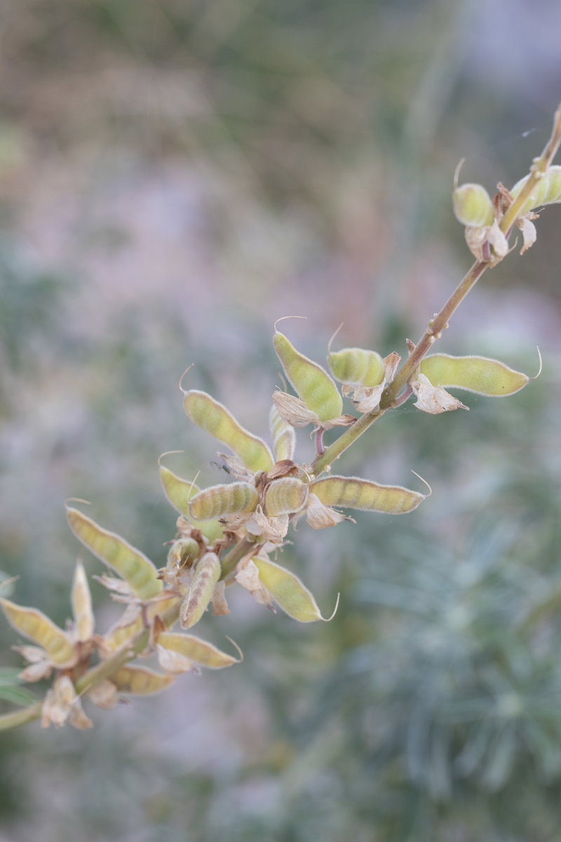 Developing Lupine Seed Pods