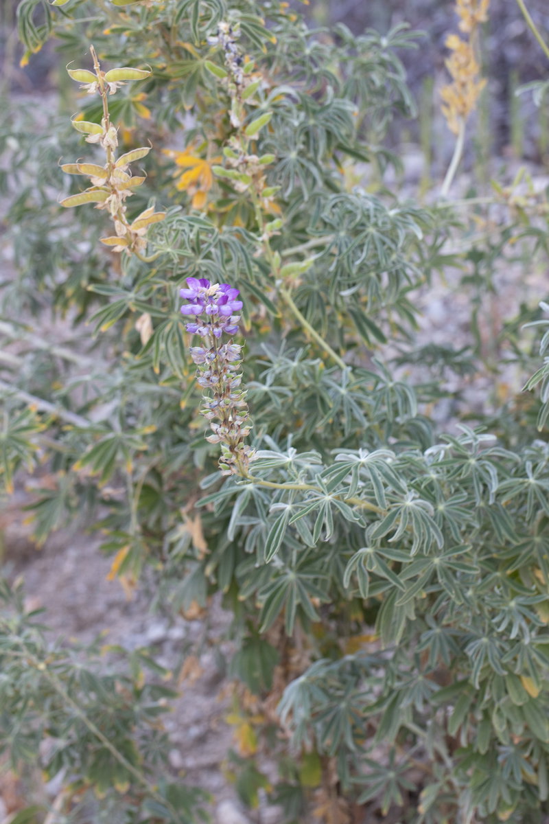 Silver Bush Lupine (Lupinus albifrons)