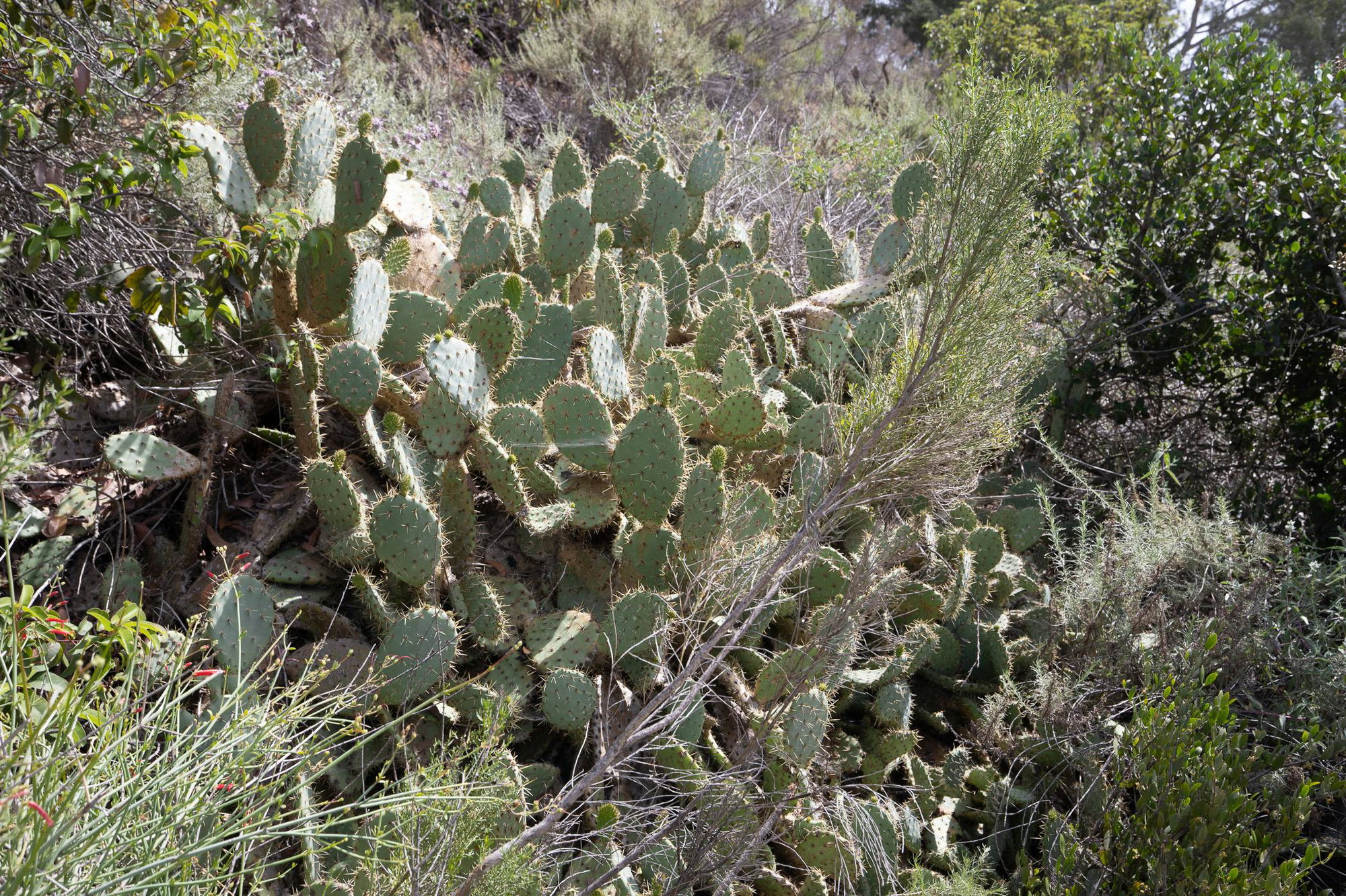 Coast Prickly Pear (Opuntia littoralis)