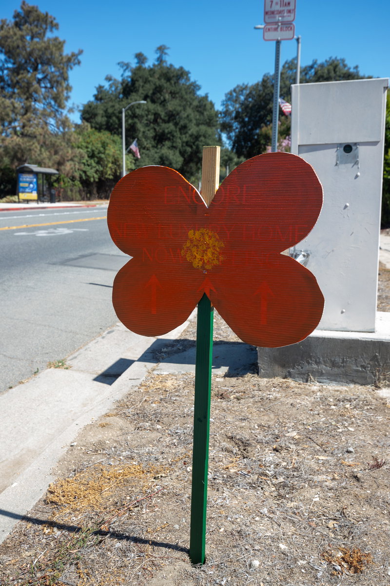 Poppy