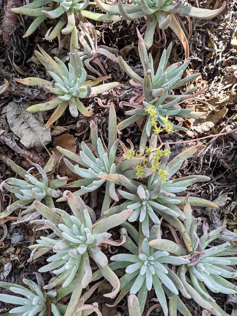 Dudleya Rosettes