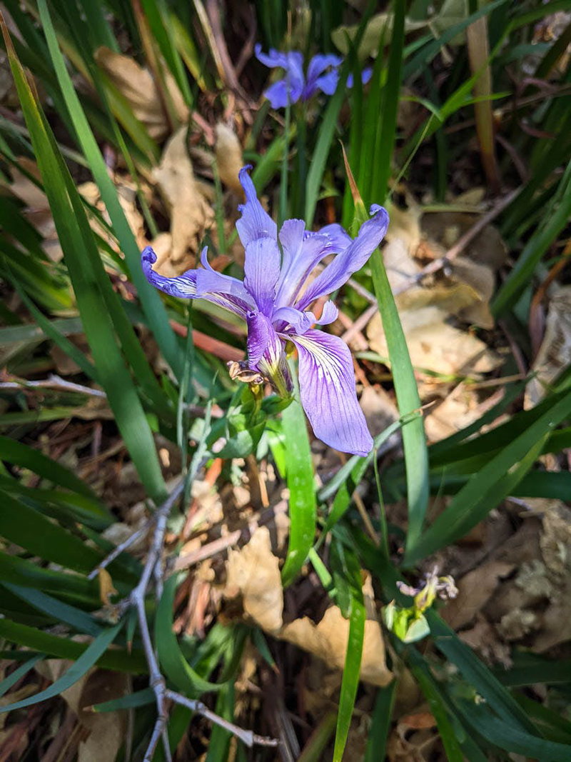 Purple Pacific Coast Iris