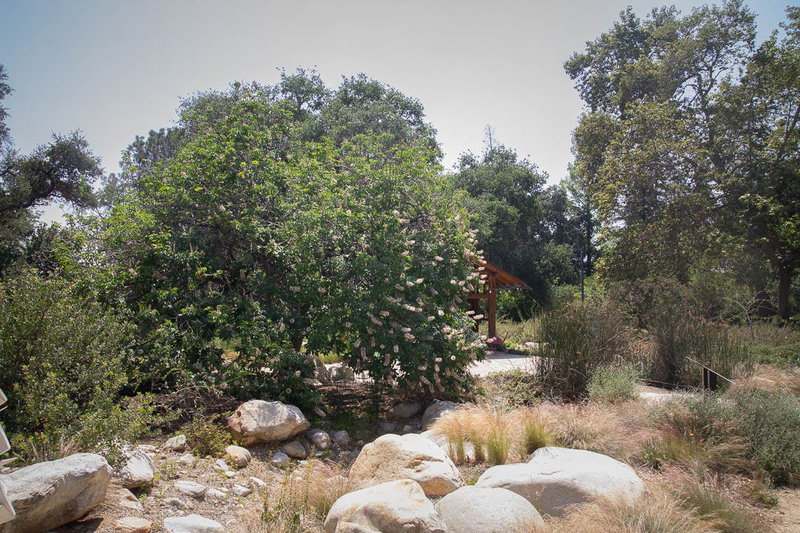 Native Garden Around a Dry Creek