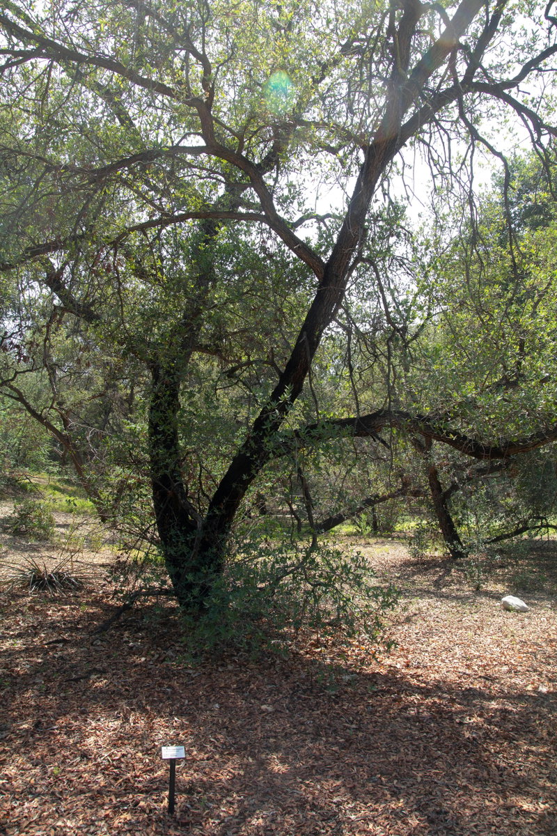 Woodland Shade at California Botanic Garden