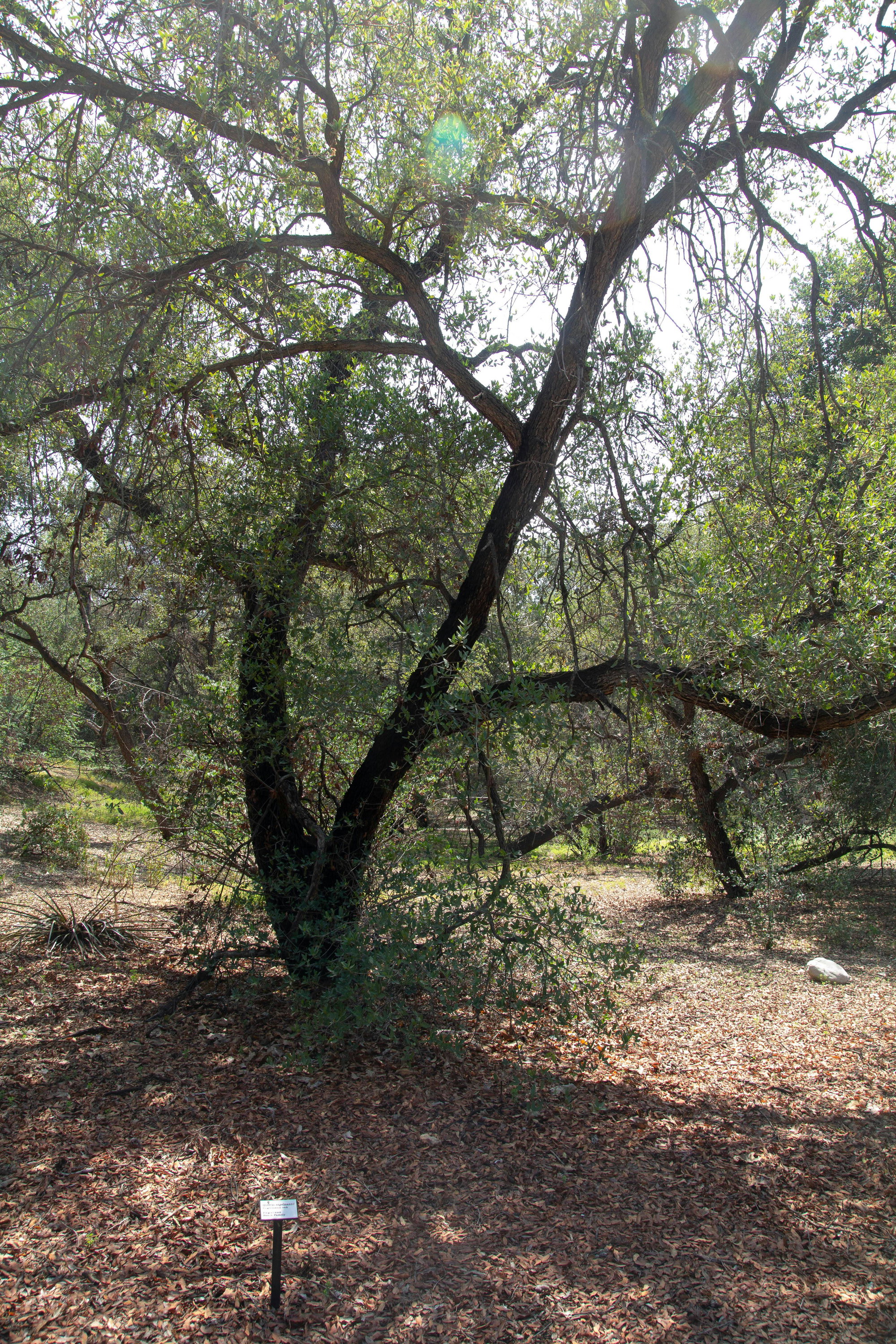Woodland Shade at California Botanic Garden