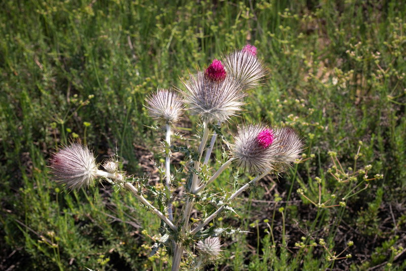 Cobweb Thistle (Cirsium occidentale) in Bloom