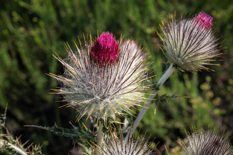 Cobweb Thistle (Cirsium occidentale) in Bloom