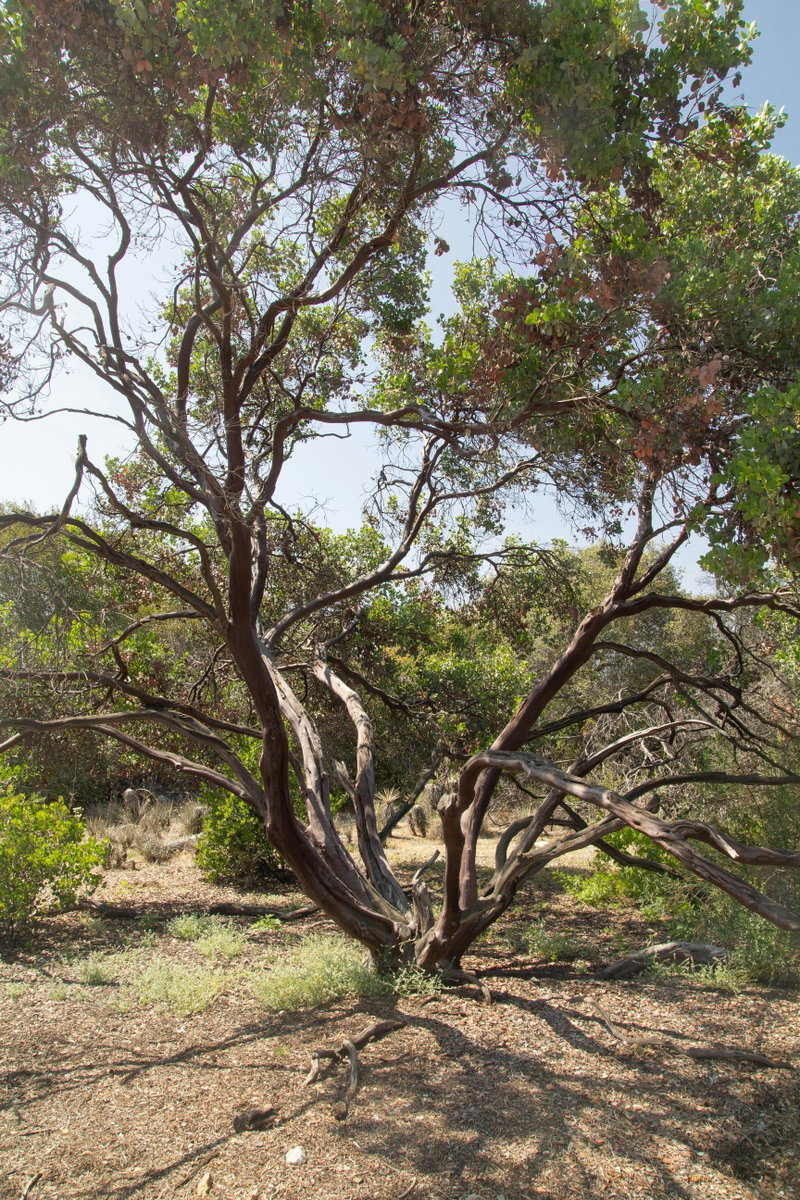 A Full-Grown Manzanita