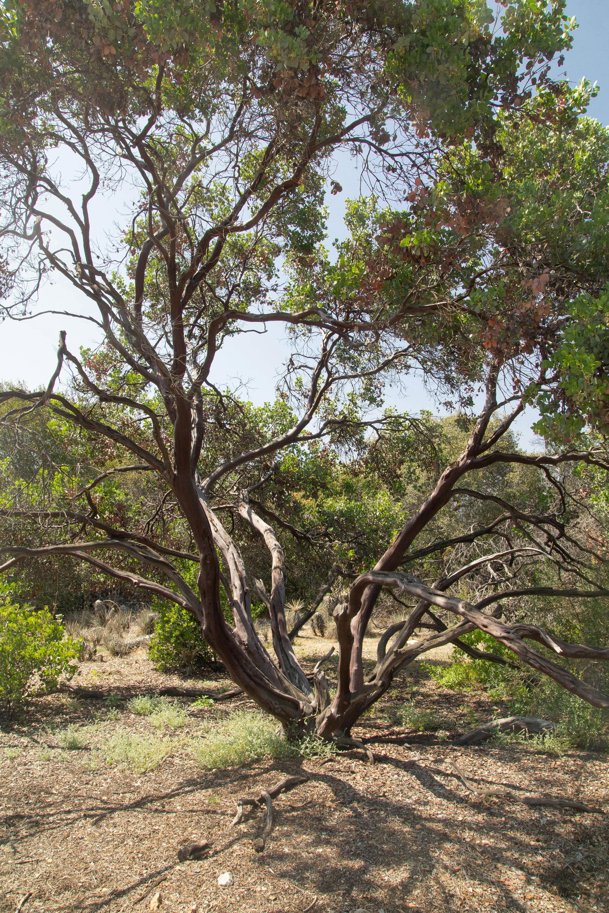 A Full-Grown Manzanita