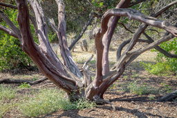 Mature Manzanita Trunks