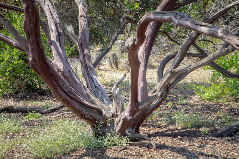 Mature Manzanita Trunks