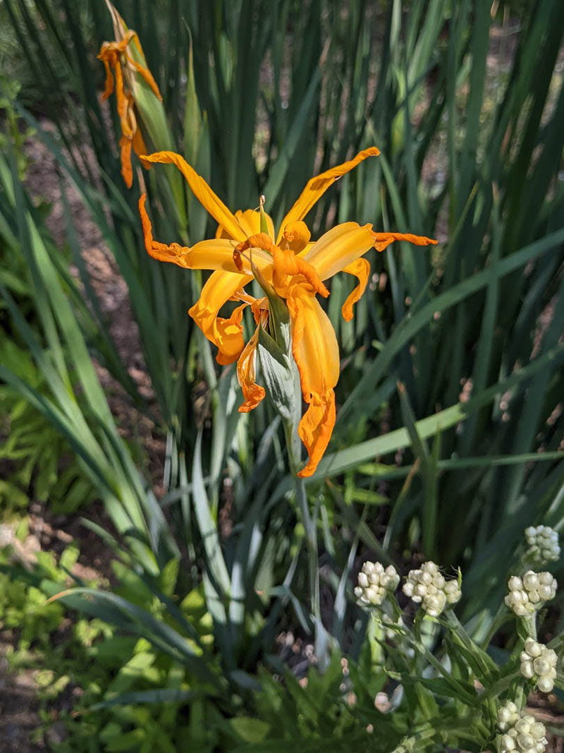 Orange Iris at California Botanic Garden