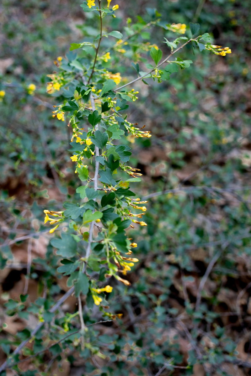 Golden Currant (Ribes aureum)