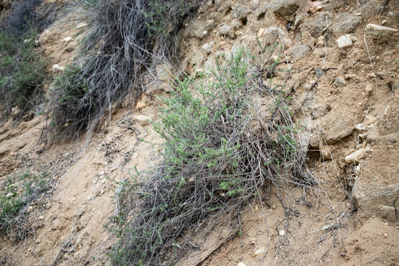 California wild buckwheat (Eriogonum fasciculatum)