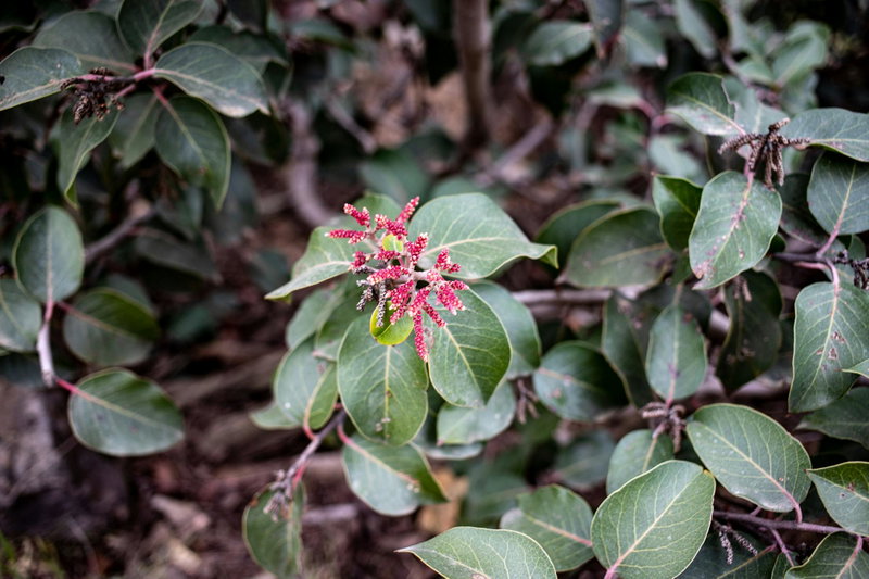 Sugar Sumac (Rhus ovata)