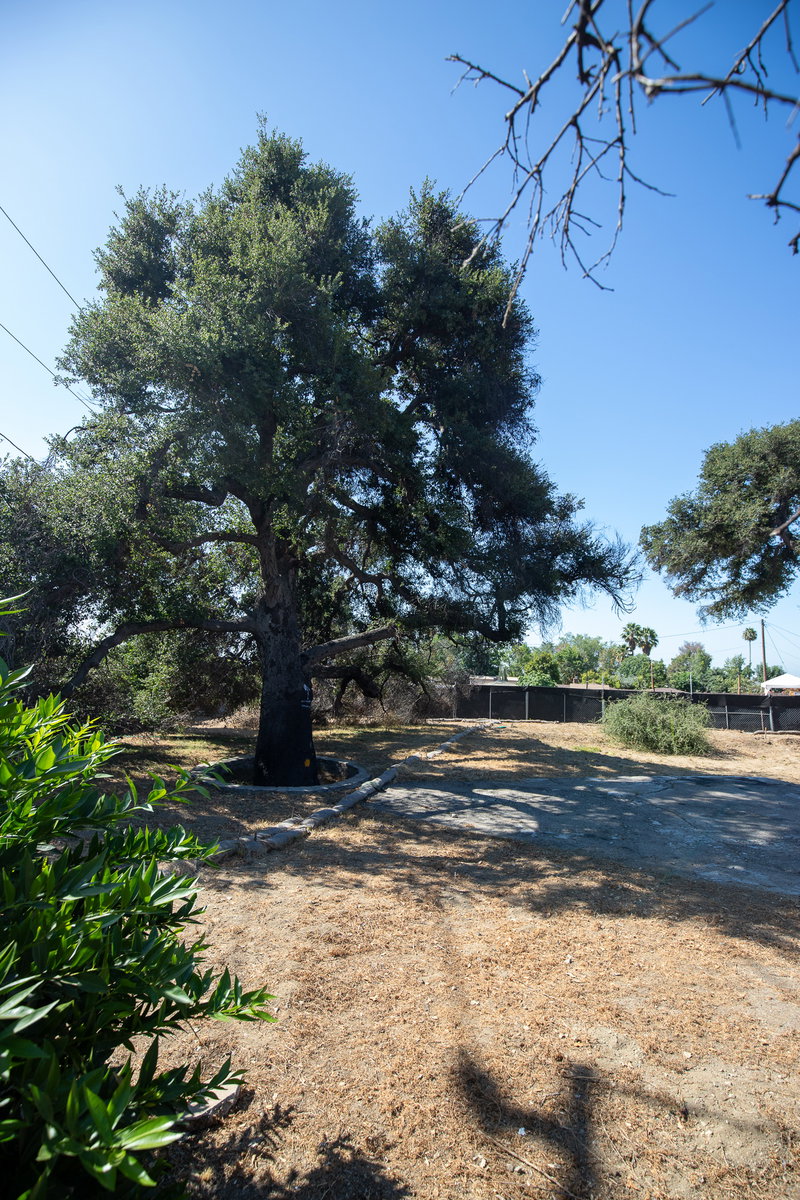 Burned tree and empty lot