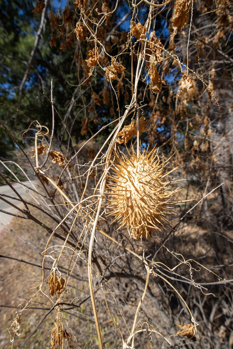 stp-eaton-canyon-5282