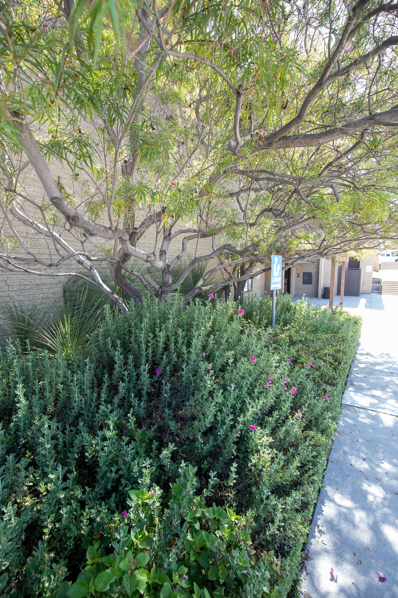 Garden Plantings Along the Library Walk