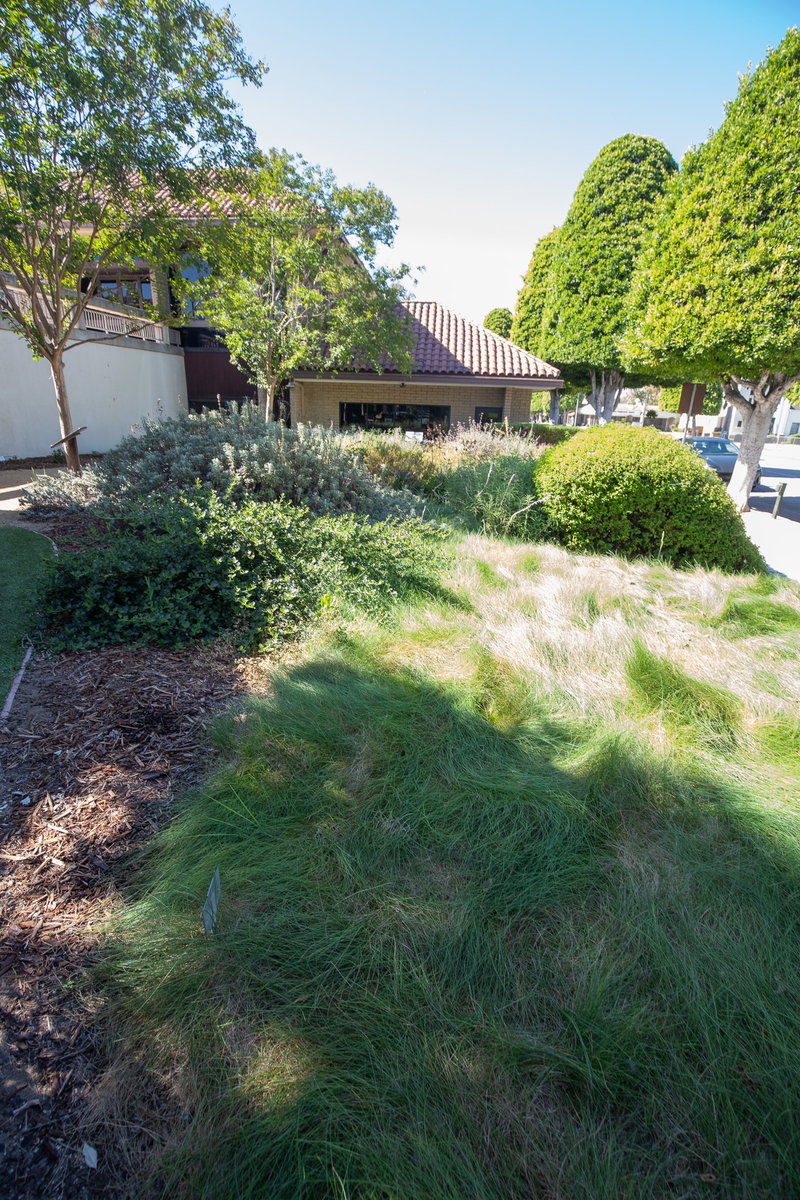 Lawn Alternative and Shrub Planting
