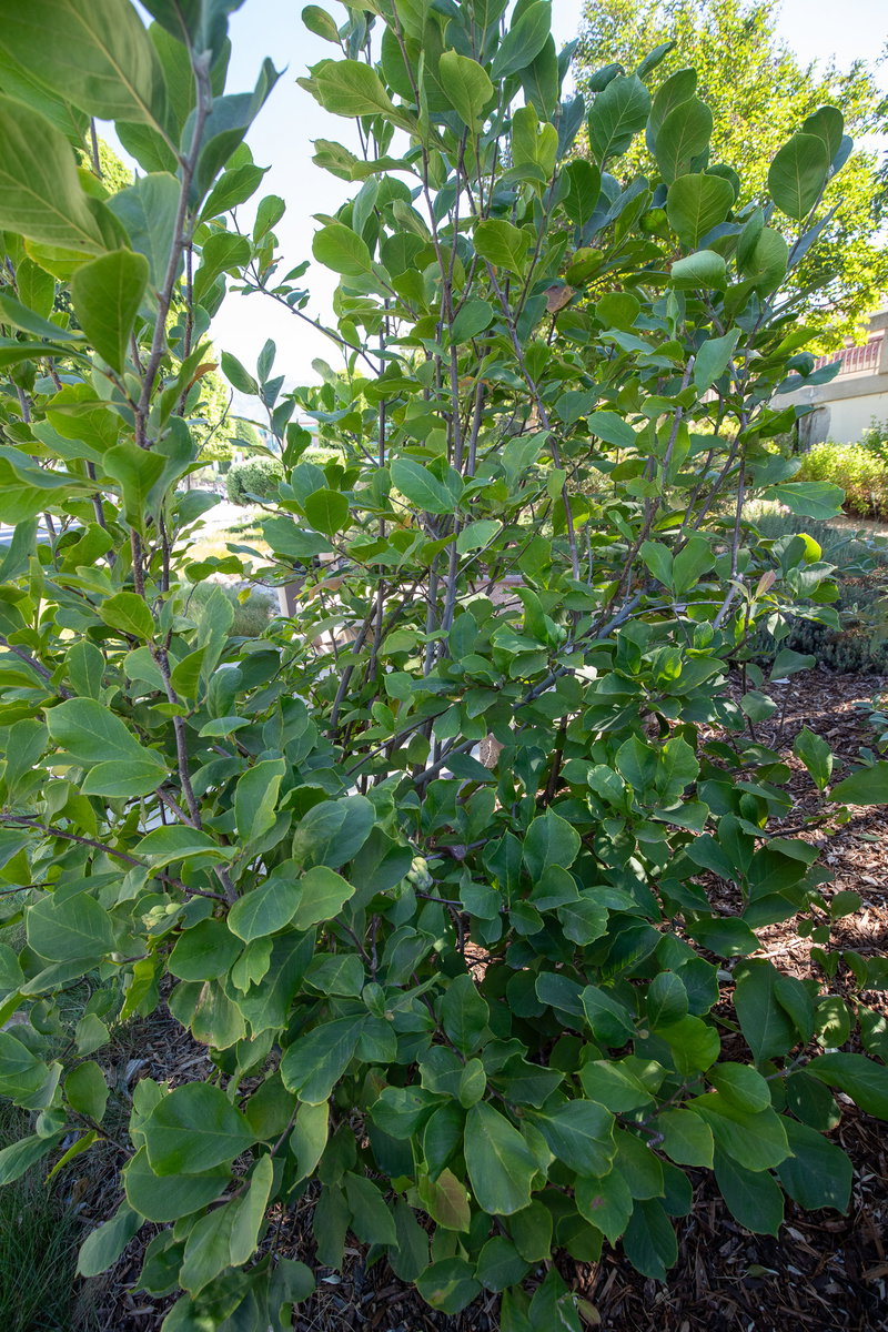 Glendora Demonstration Garden