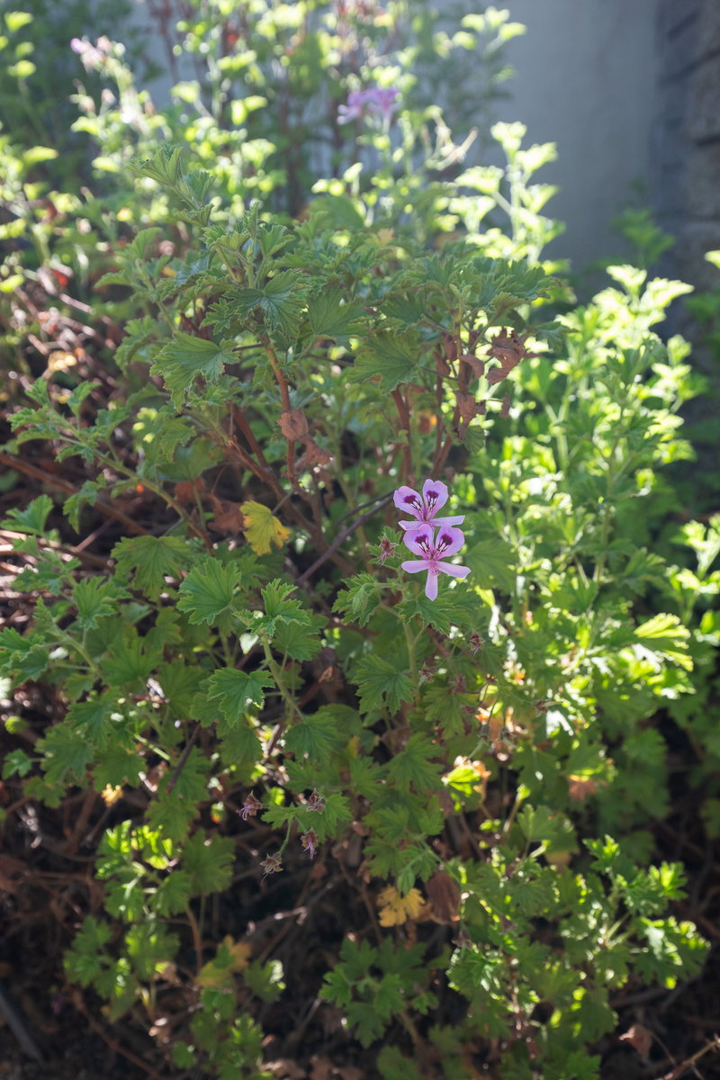 Scented Geranium in Bloom