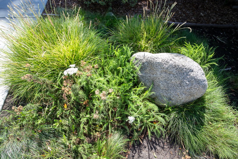 Grasses, Yarrow, and Garden Boulder