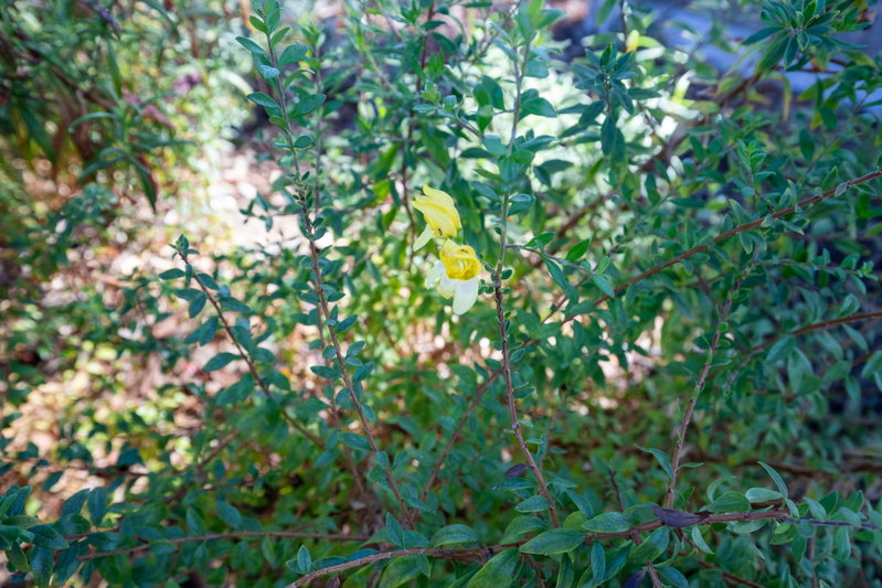 Yellow-Flowering Shrub