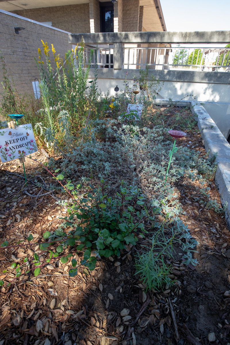 Informal Water-Wise Planting Bed