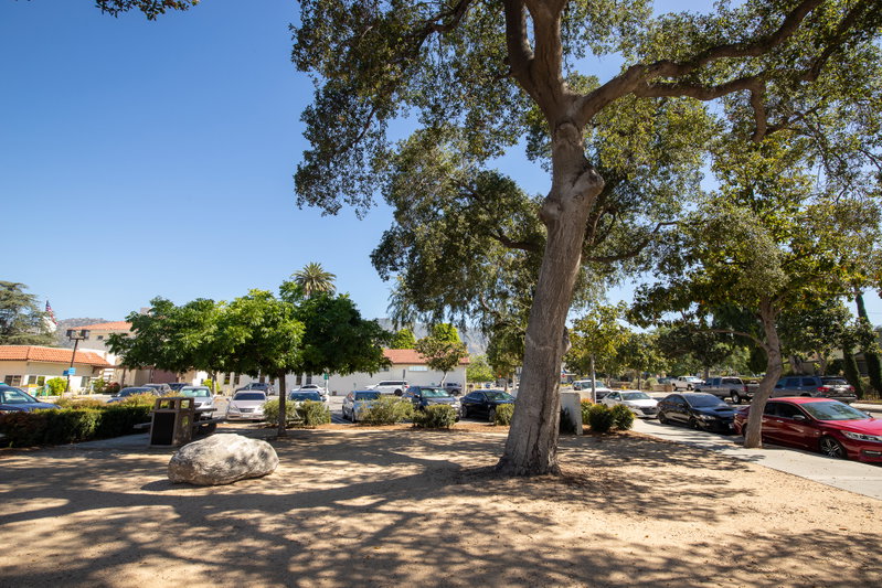 Mature Shade Tree in the Civic Center