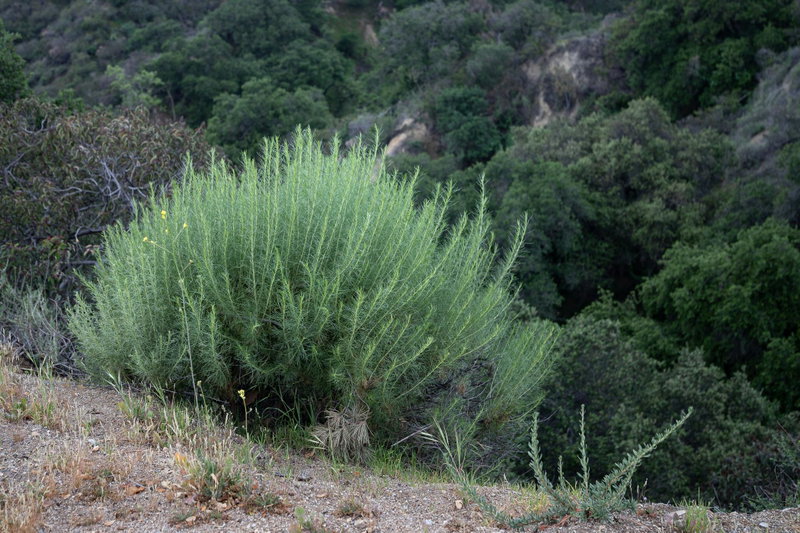 Artemisia Californica (California Sagebrush)