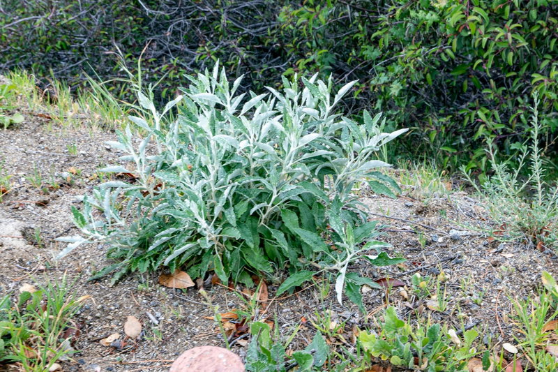 Salvia Apiana (White sage)