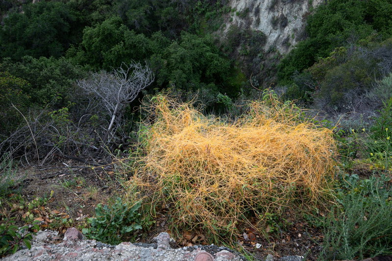 Cuscutta (Dodder)