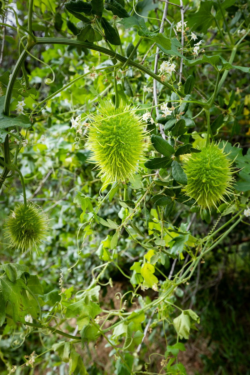 Marah macrocarpa "The Cucamonga Manroot" or "Bigroot"