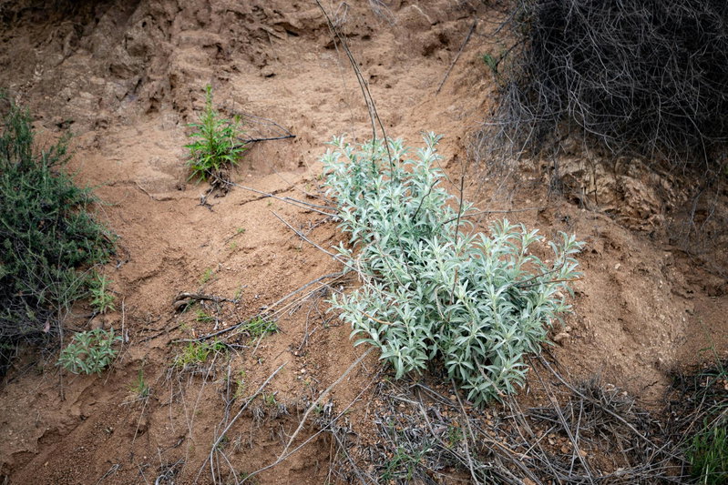 Salvia apiana (White Sage)