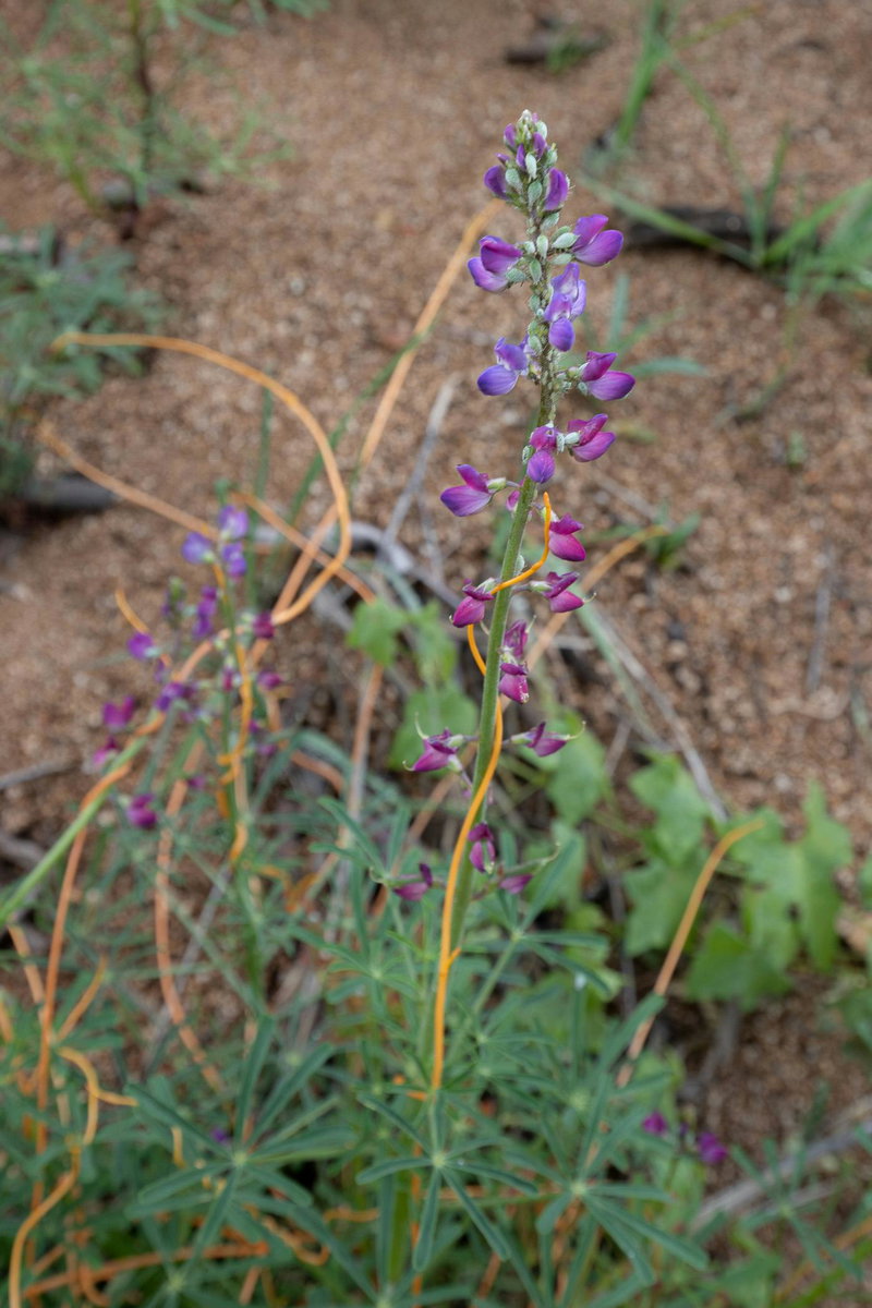 Lupinus (Lupine)