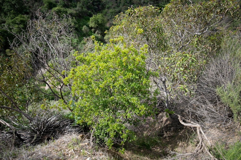 Rhamnus ilicifolia (Hollyleaf Redberry)