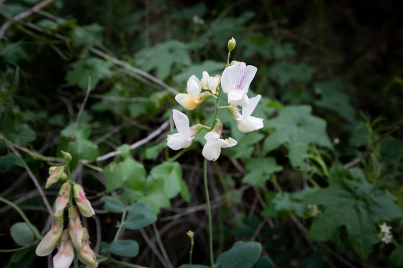 Lathyrus vestitus (Pacific Pea)