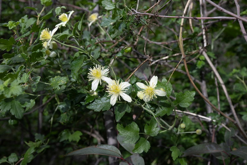 Clematis
